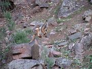  Yellow-footed rock wallaby